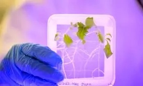 خوردن سالاد فضایی می‌تواند فضانوردان را بکشد!

