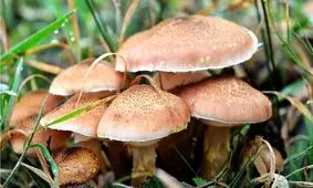 مسمومیت ۶۳ نفر و فوت یک نفر بر اثر مصرف قارچ سمی