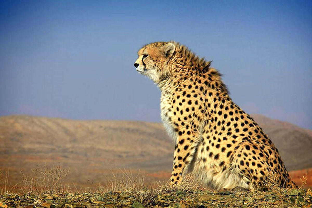 شناسایی بیش از ۱۷۰۰ گونه جانوری در ایران/۱۲۸ گونه در معرض خطر انقراض