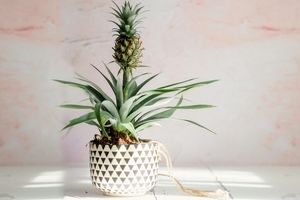 راحت‌ترین روش پرورش آناناس در خانه 