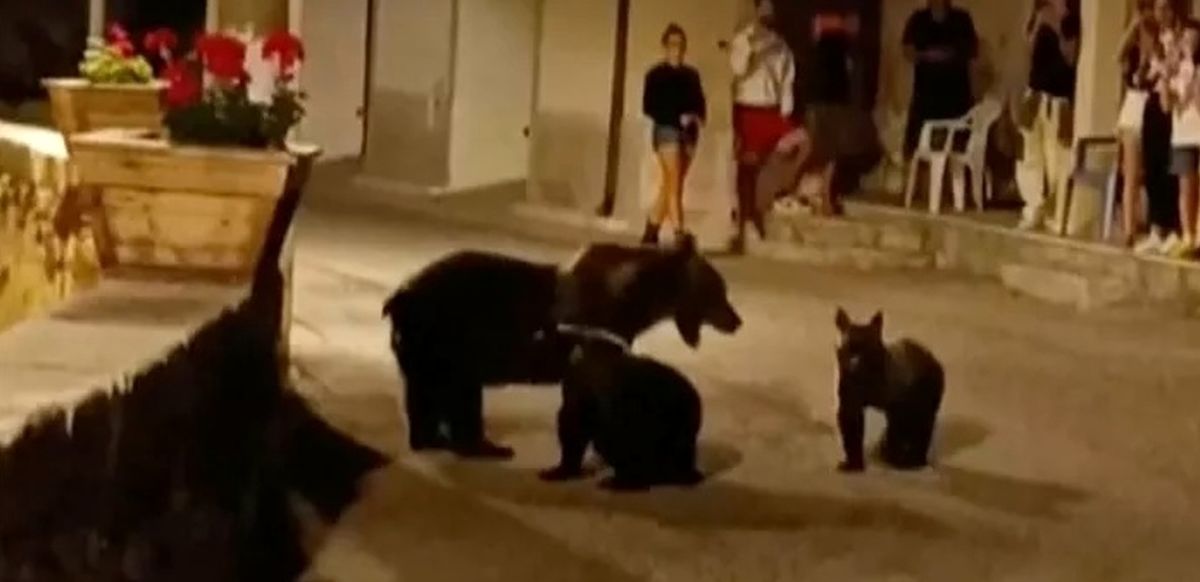خشم و اندوه در ایتالیا در پی کشتن خرس قهوه‌ای/ ویدئو