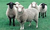 پشم گوسفند هم قیمتی شد؛ یک گونی نیم میلیون!