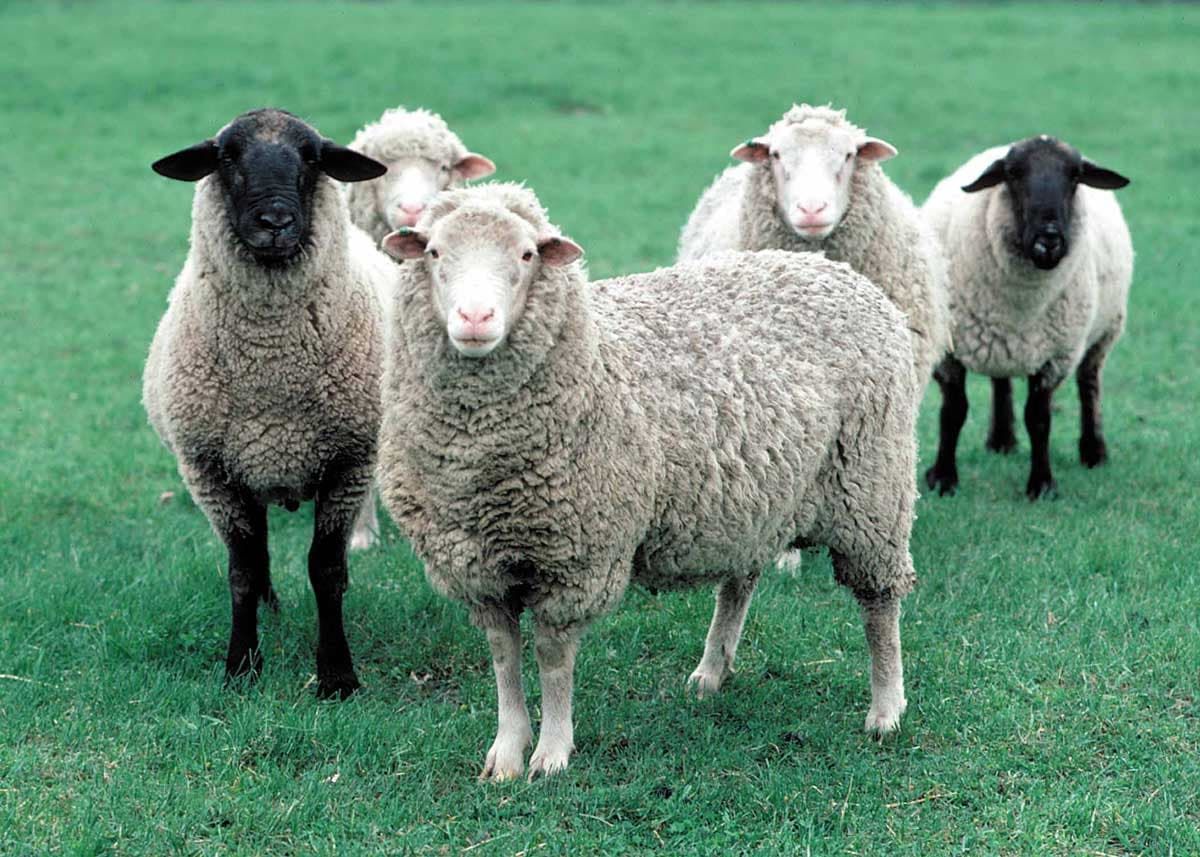 پشم گوسفند هم قیمتی شد؛ یک گونی نیم میلیون!