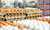 قیمت تخم مرغ باید اصلاح شود