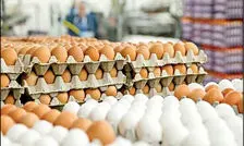 قیمت هر شانه تخم مرغ ۶۰۰ تا ۷۰۰ هزار تومان است