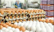 قیمت مرغ ۲۹۰ درصد و تخم مرغ ۲۷۳ درصد افزایش یافته است