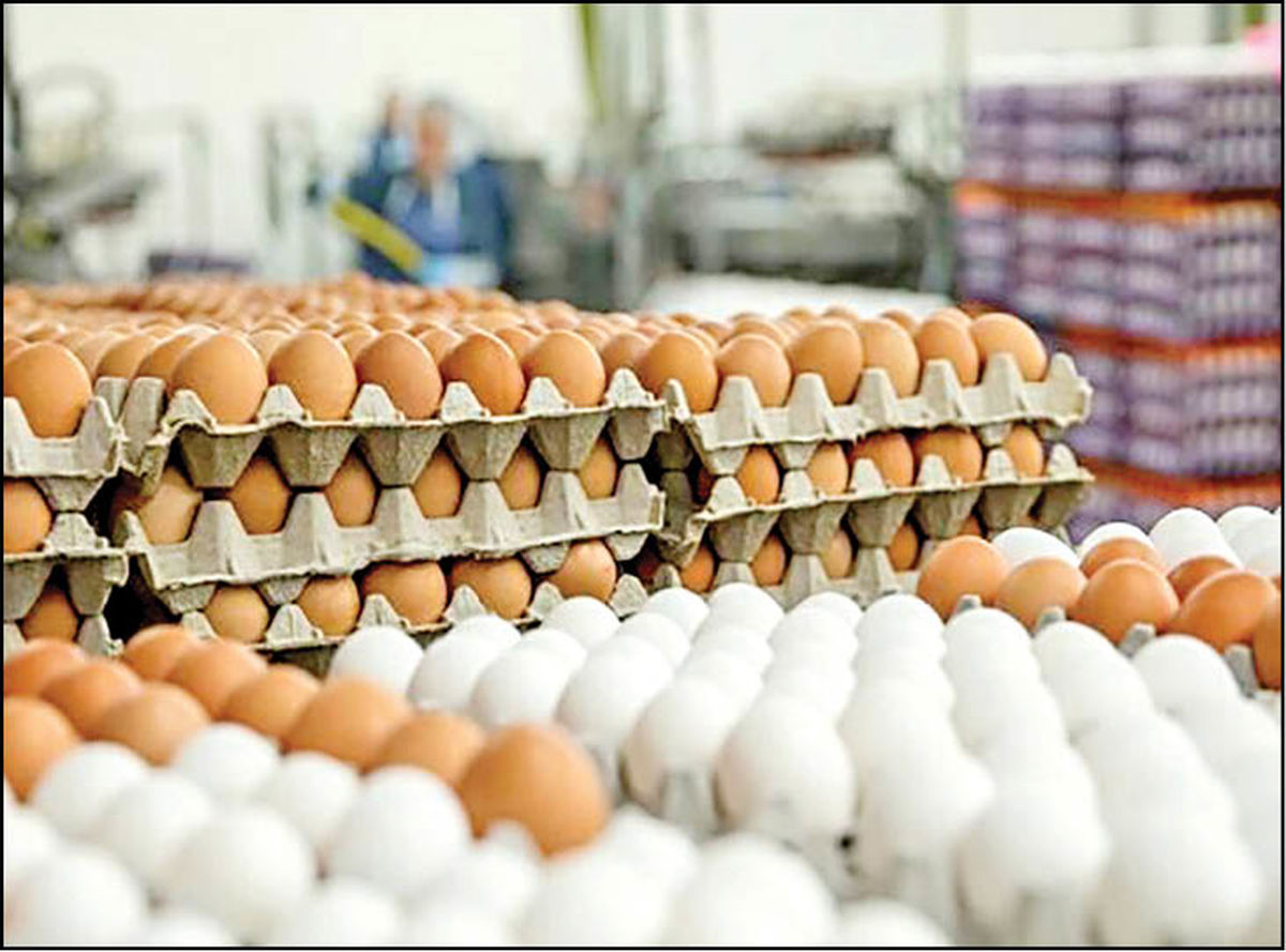 قیمت تخم مرغ در بازار؛ تخم مرغ محلی ۹ هزار تومان شد