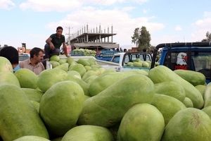 هندوانه رکورد زد