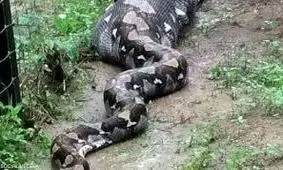 لحظه وحشتناک بیرون کشیدن زنی از شکم مار غول پیکر پیتون/ ویدئو