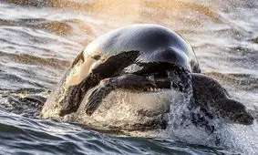 شاهکارهای عکاسی که برنده مسابقه «عکاس سال اقیانوس» شدند 