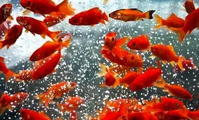 این دو کار را در روز سیزده بدر انجام ندهید