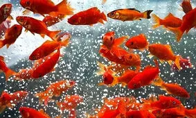 این دو کار را در روز سیزده بدر انجام ندهید