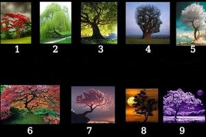 تست شخصیت شناسی/ یک درخت انتخاب کنید و سرنوشت ماه آینده تان را بخوانید

