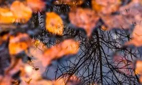 پیش‌بینی بارش‌های پاییزی بیش از حد نرمال در کشور

