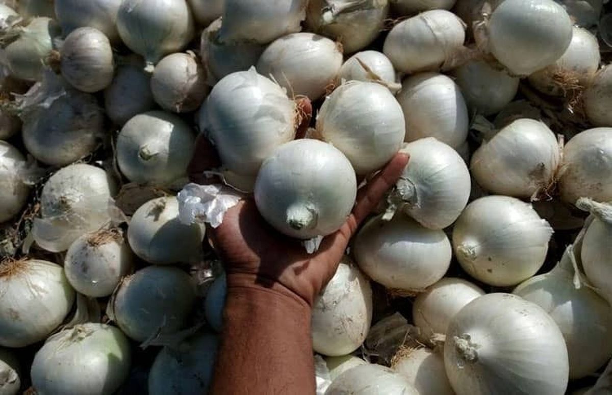 ۵ هزارتن پیاز وارداتی به بازار توزیع می شود