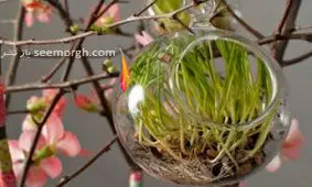 سبزه سفره هفت سین را با این ایده ها تزیین کنید