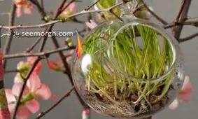 سبزه سفره هفت سین را با این ایده ها تزیین کنید