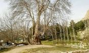 درخت «شیرین و فرهاد» ۶۰۲ ساله شد


