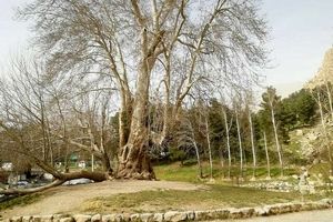 درخت «شیرین و فرهاد» ۶۰۲ ساله شد

