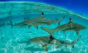 کوکائین در بدن کوسه های برزیل!