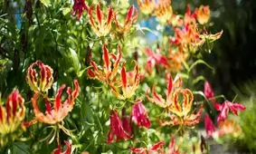 سوسن آتش، گل ملی زیمبابوه