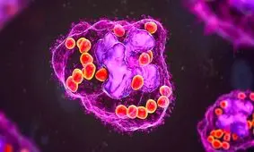 دانشمندان یک نوع سلول جدید کشف کردند که ۱۰۰ سال قبل پیش‌بینی شده بود

