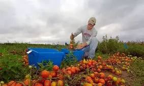 آینده غذا؛ حسگری که ویتامین های موجود در میوه ها و سبزیجات را در لحظه اندازه گیری می‌کند