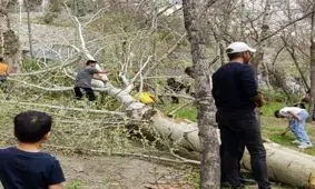 سقوط خطرناک یک درخت در بوستان وکیل آباد مشهد/ تصاویر