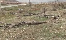 قلع و قمع درختان بلوط منطقه سورین بانه