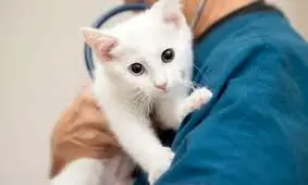 حمله یک مراجعه‌کننده به پرسنل کلینیک دامپزشکی/ ویدئو