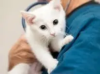 حمله یک مراجعه‌کننده به پرسنل کلینیک دامپزشکی/ ویدئو