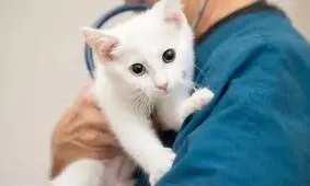 حمله یک مراجعه‌کننده به پرسنل کلینیک دامپزشکی/ ویدئو