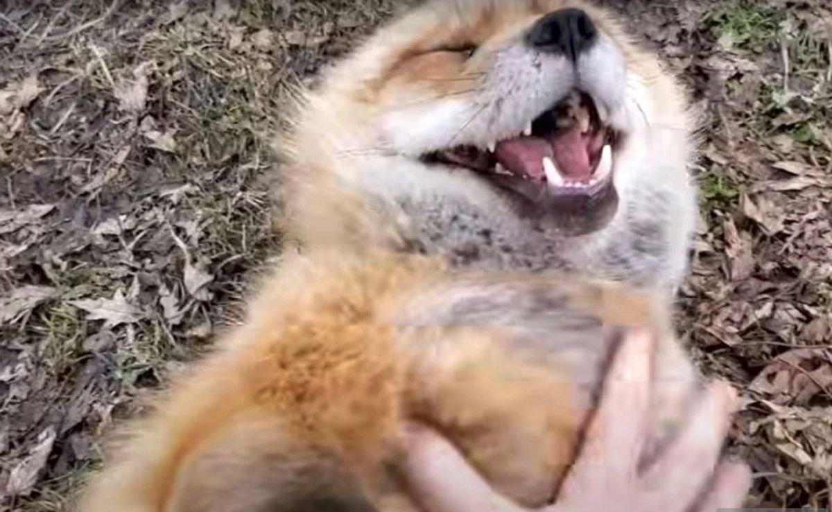 مستند جنجالی و دیدنی صدای خنده حیوانات/ ویدئو