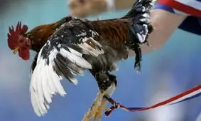 چرا خروس نماد فرانسه است؟