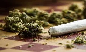 این ماده مخدر از گُل خطرناک تر است