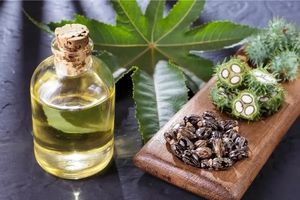 روغن کرچک راهکار مفیدی در کاهش وزن است؟