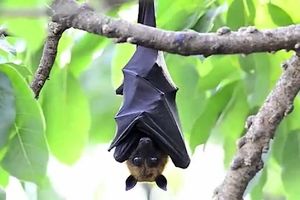 قدرت باورنکردنی خفاش در شنا کردن در رودخانه/ ویدئو