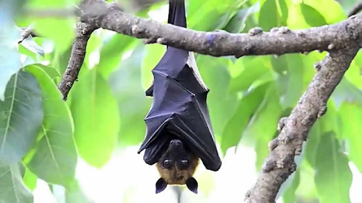 قدرت باورنکردنی خفاش در شنا کردن در رودخانه/ ویدئو