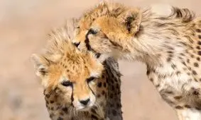 بازیگوشی‌های «آذر» و «توران»، توله‌ یوزپلنگ‌های ایرانی/ ویدئو