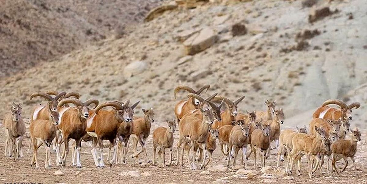 از عامل نابودی تا تلاش برای بقا؛ تکنولوژی در زمین محیط زیست تغییر ریل داده است