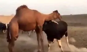 حمله ناگهانی گاو خشمگین به یک شتر/ ویدئو
