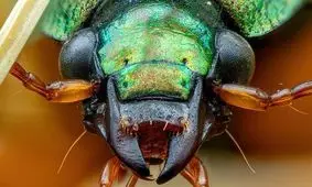 سوسک کلینیوس را دیده اید؟