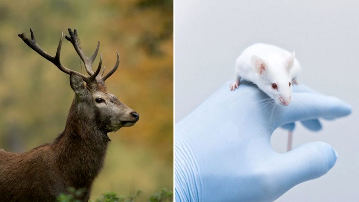 محققان روی پیشانی موش ها شاخ گوزن رشد دادند/ امید به رشد دوباره دست و پا در انسان
