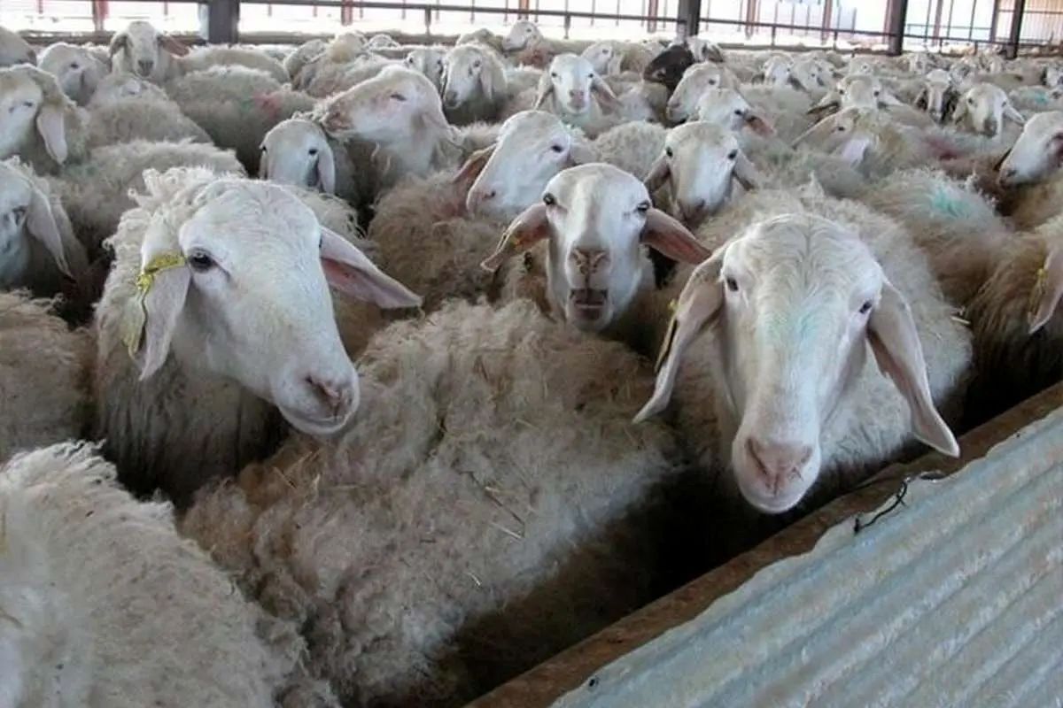  جهش ۲۹ برابری قیمت گوسفند در ۱۰ سال 