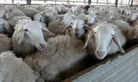 جهش ۲۹ برابری قیمت گوسفند در ۱۰ سال