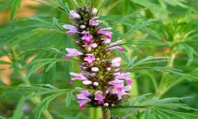 فواید، عوارض جانبی و نحوه مصرف گیاه دم شیر