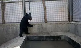 لالین توله خرس بلوچی/ تصاویر