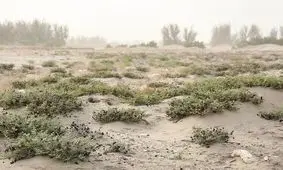 خواف و سرخس غبارآلود و فوق بحرانی هستند 

