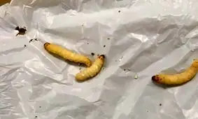 کرم‌های «پلاستیک‌خوار» می‌توانند کیسه پلاستیکی را در ۲۴ ساعت بخورند

