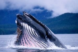 تمرین ارتباط با بیگانگان از طریق گفتگو با نهنگ‌ها!

